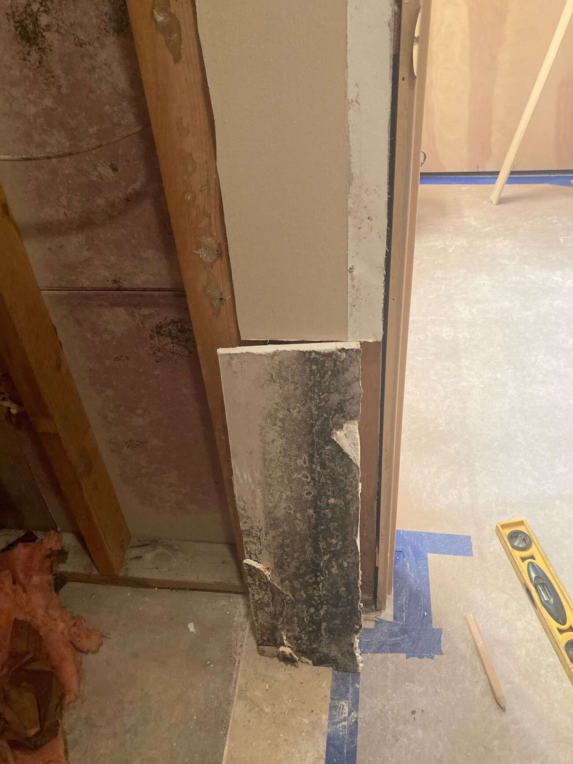 mold found in drywall