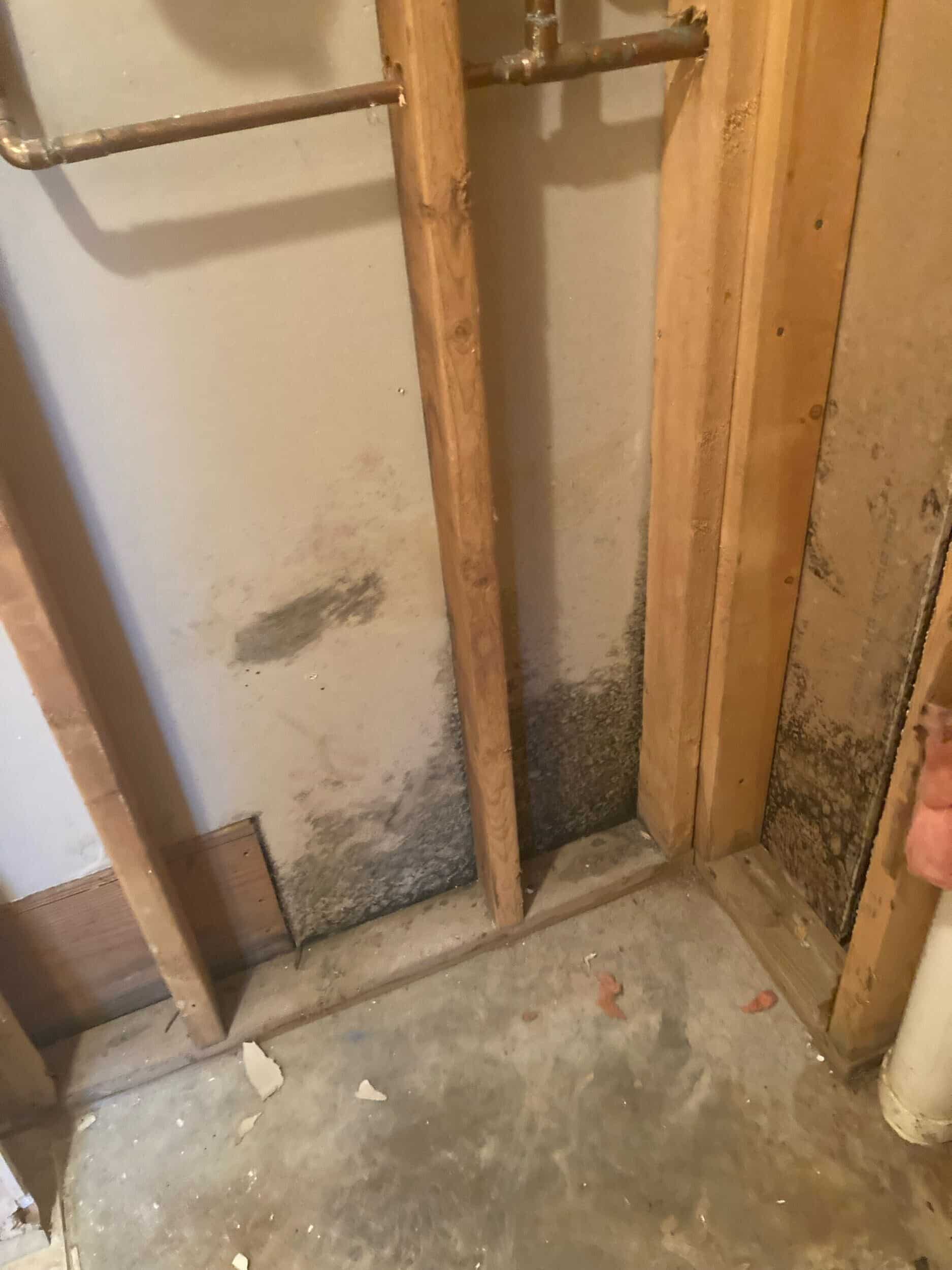 mold found in drywall