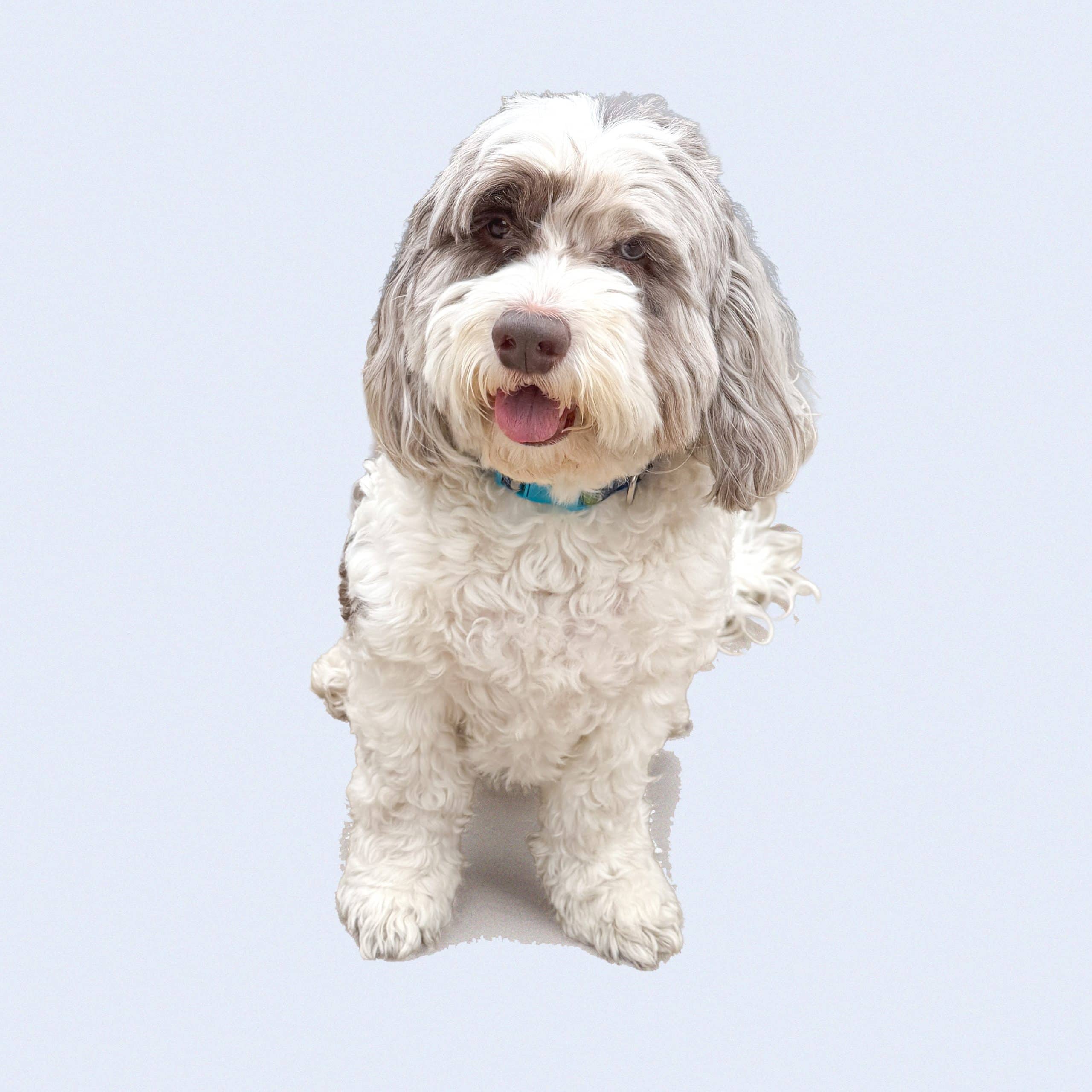 Picture of small white and gray/brown dog